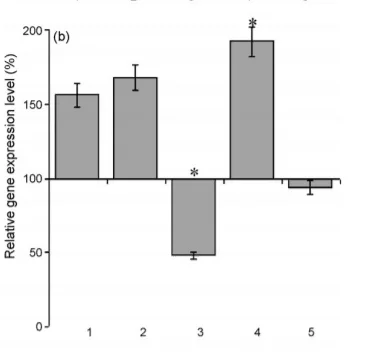 NGF placebo control