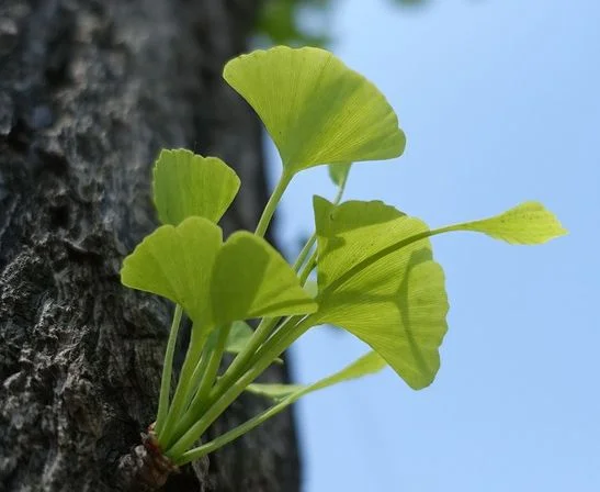 ginkgo biloba extract