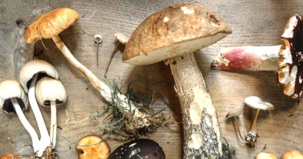 genius mushrooms review ingredients